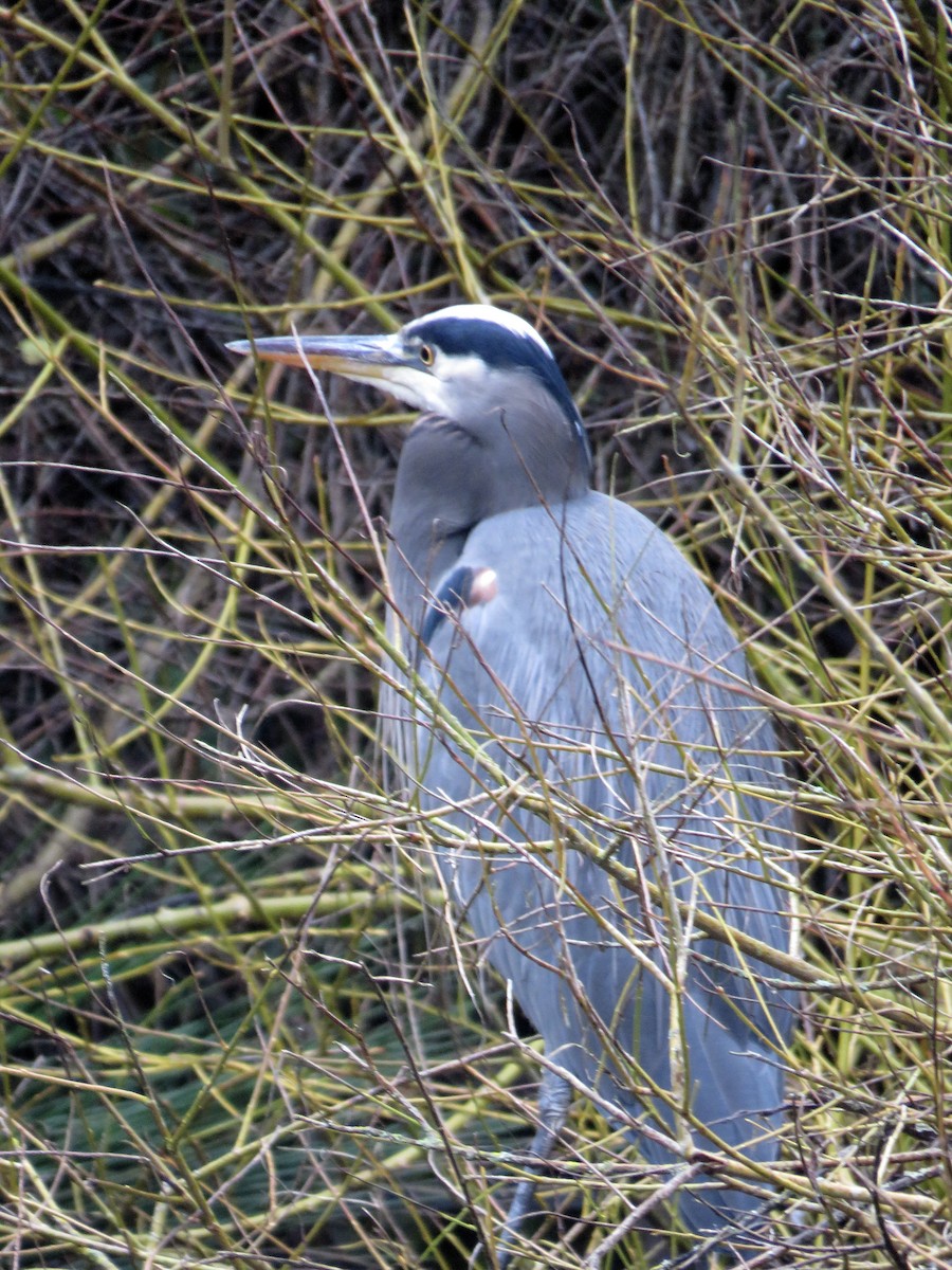 אנפה אמריקנית - ML647554192