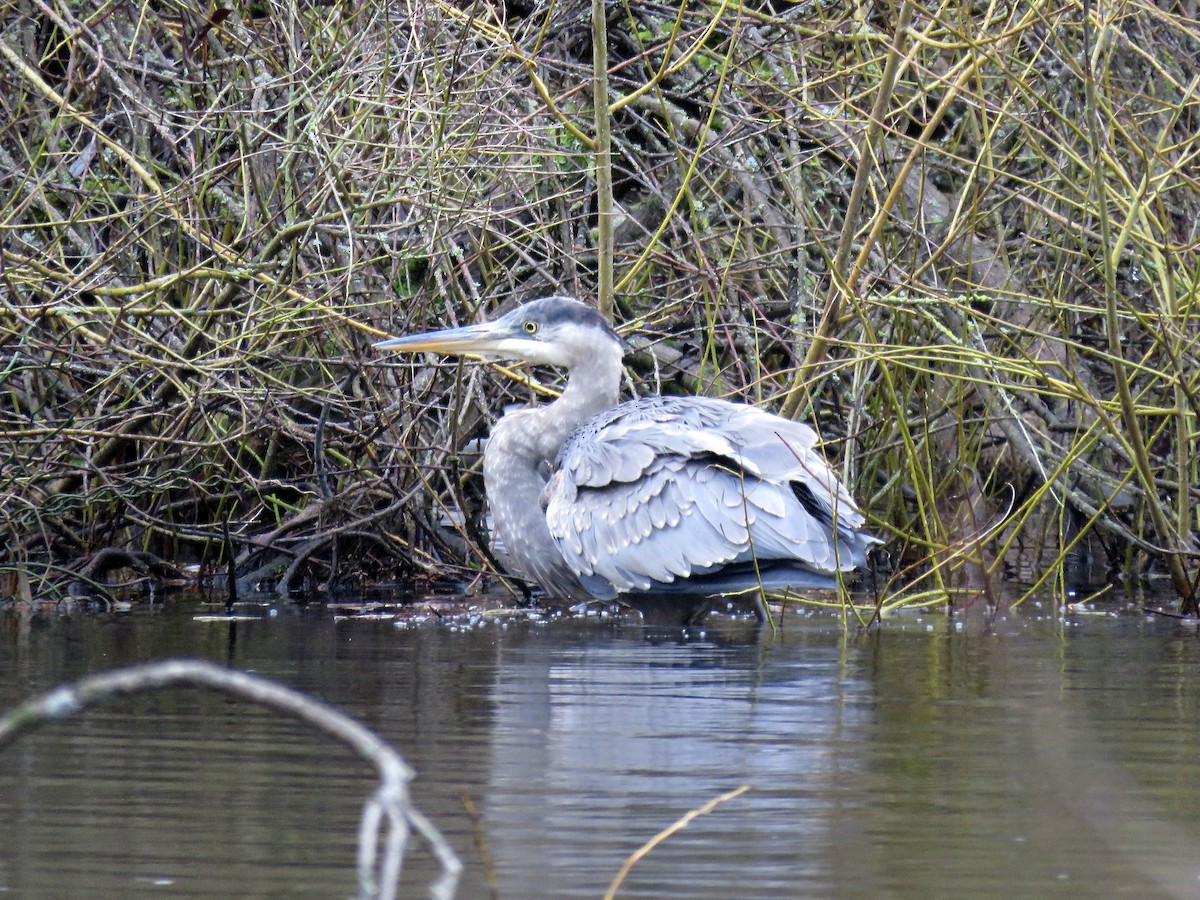 אנפה אמריקנית - ML647554193