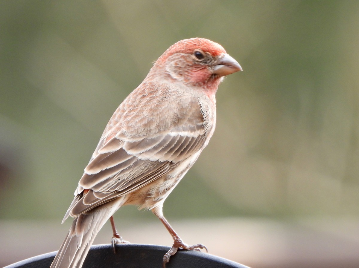 House Finch - ML647554194