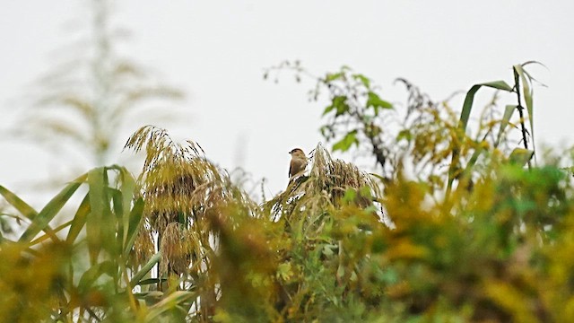 紅頭伯勞 - ML647554196