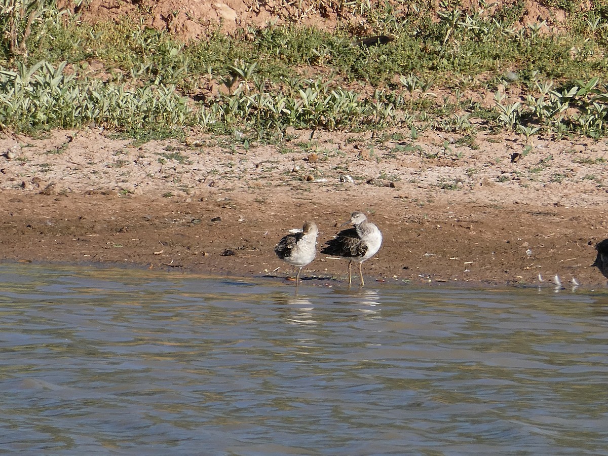 לוחם - ML647554197