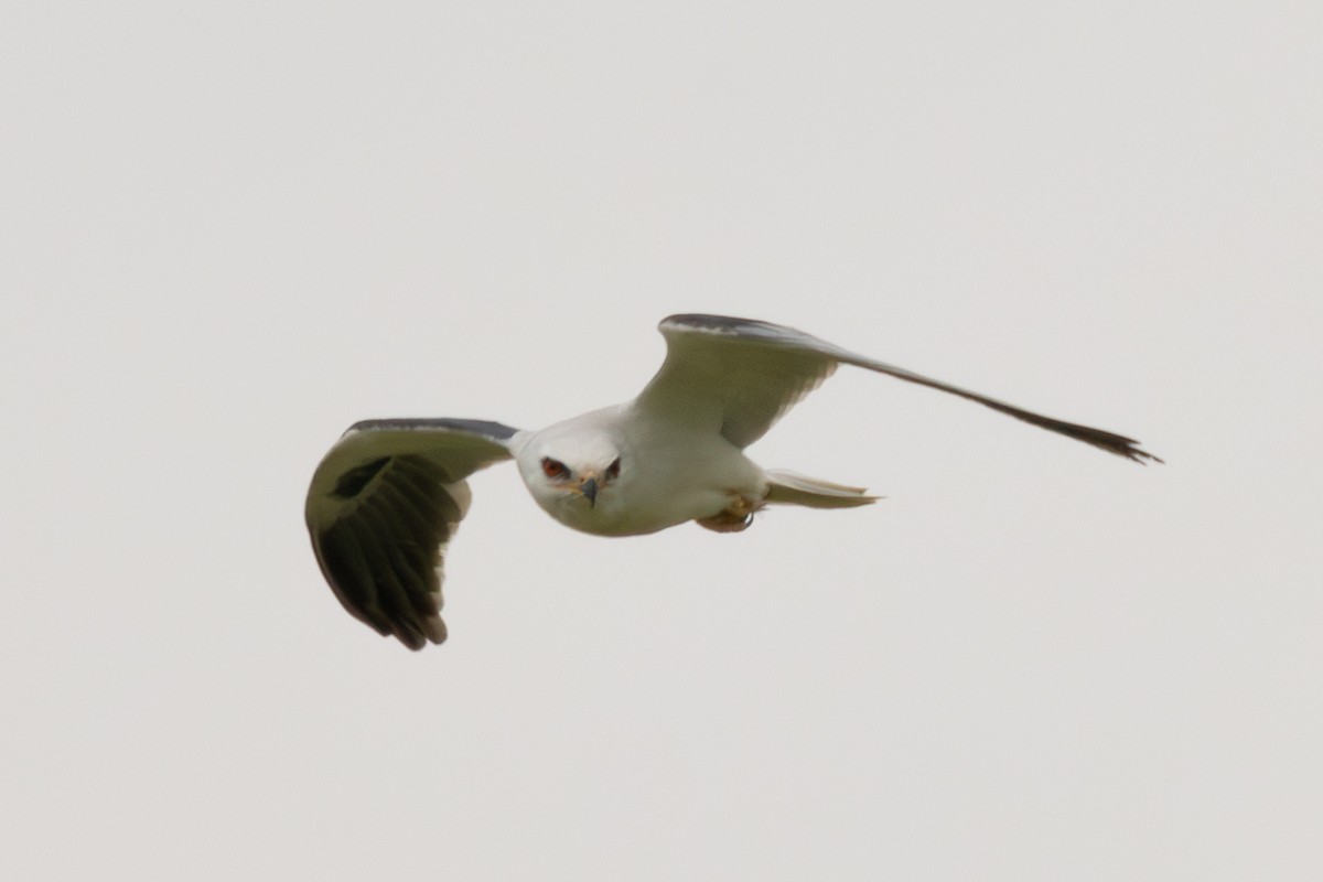 White-tailed Kite - ML647554198