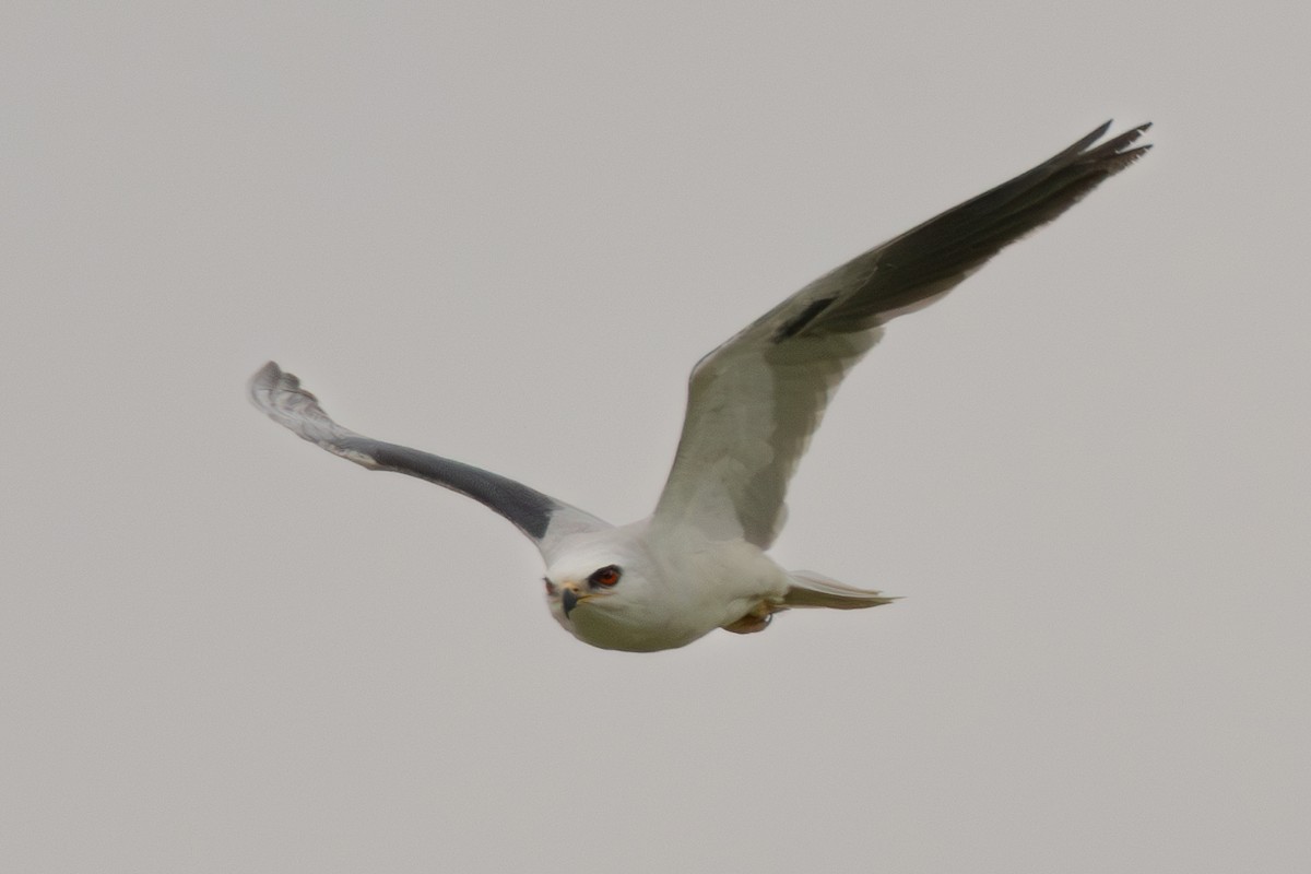 White-tailed Kite - ML647554199