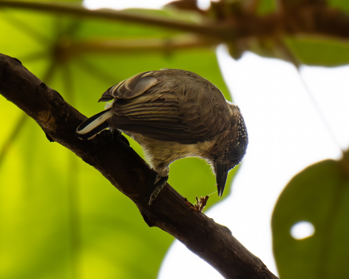 Grayish Piculet - ML647554200