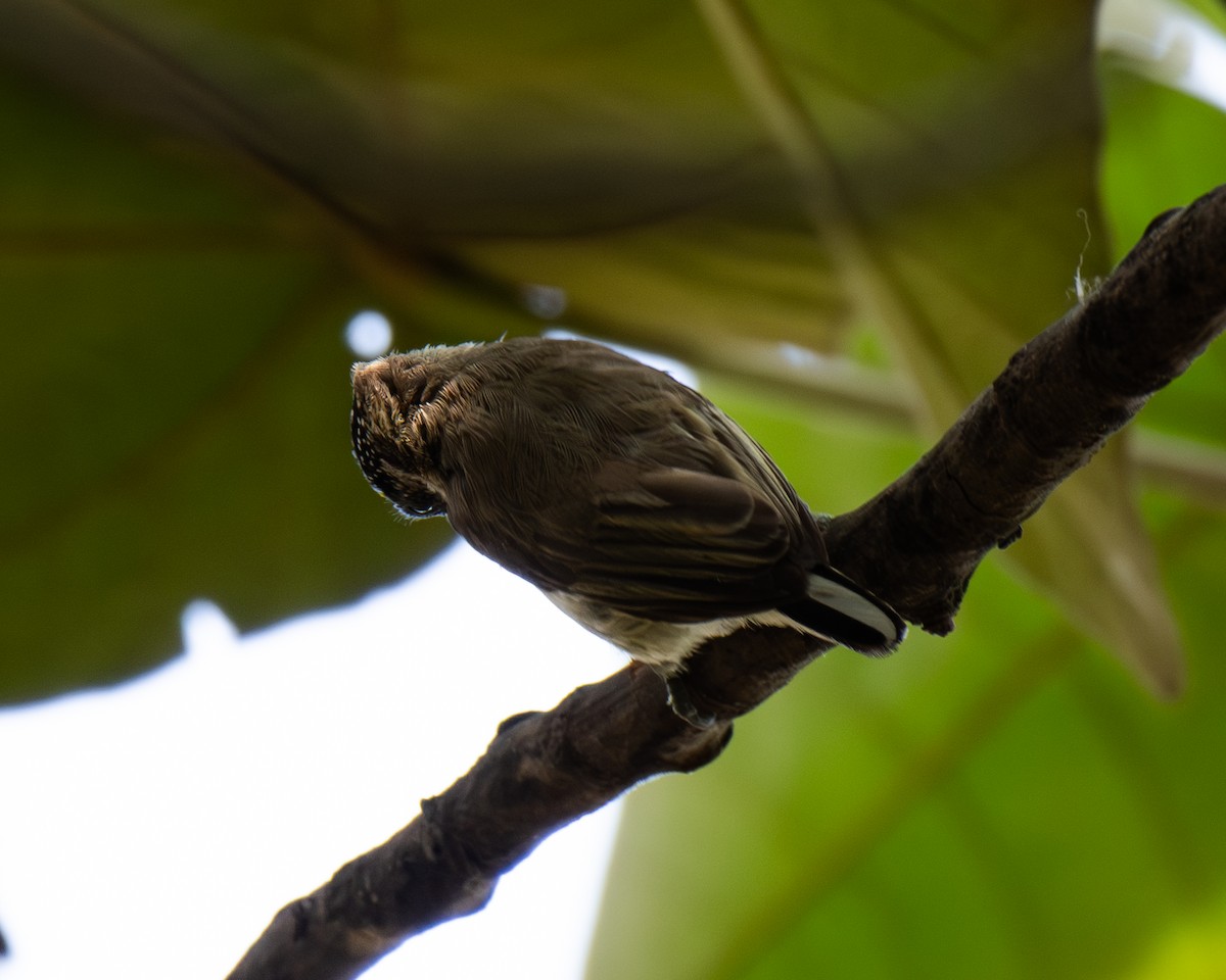 Grayish Piculet - ML647554201