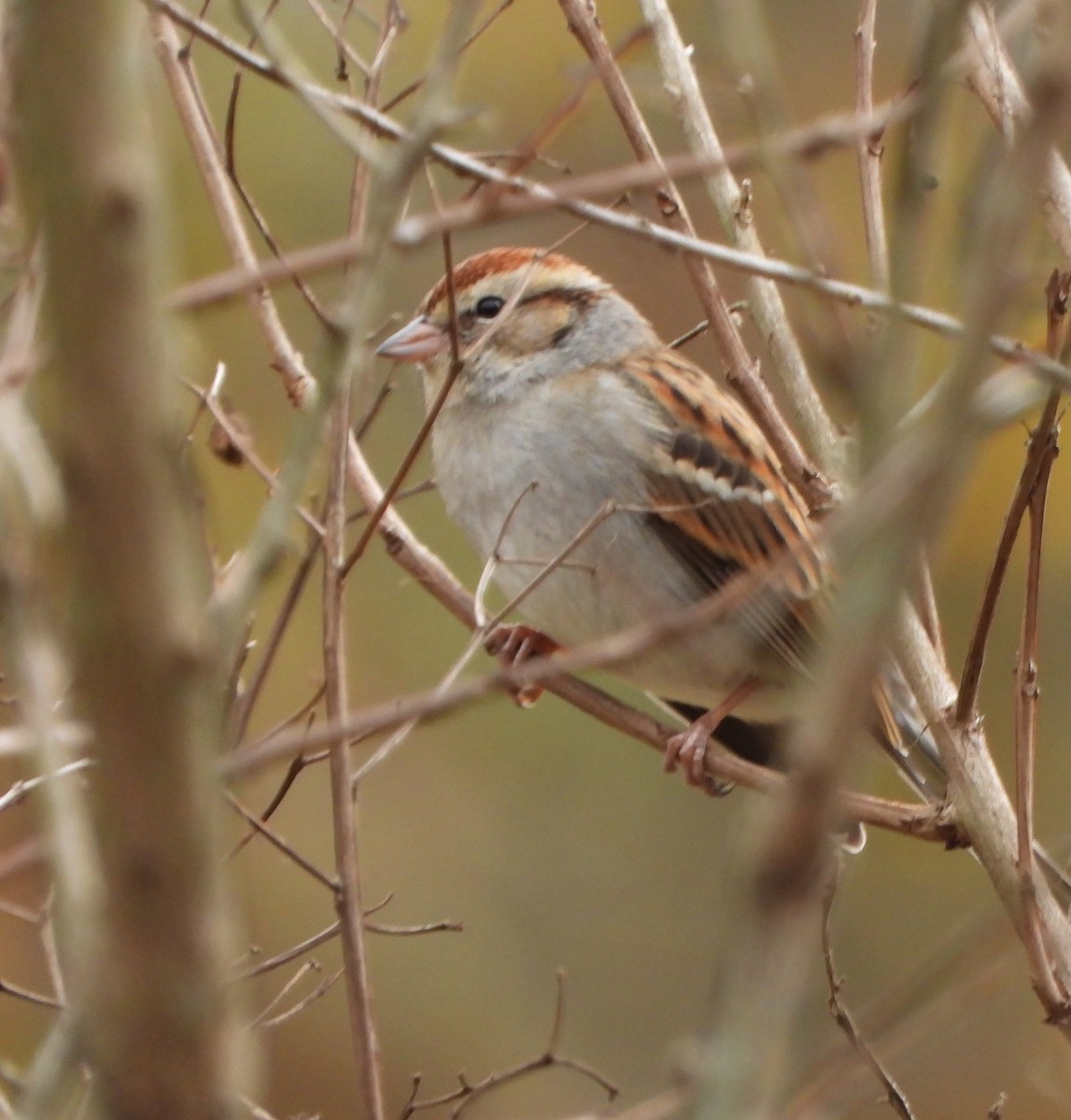 Chipping Sparrow - ML647554202