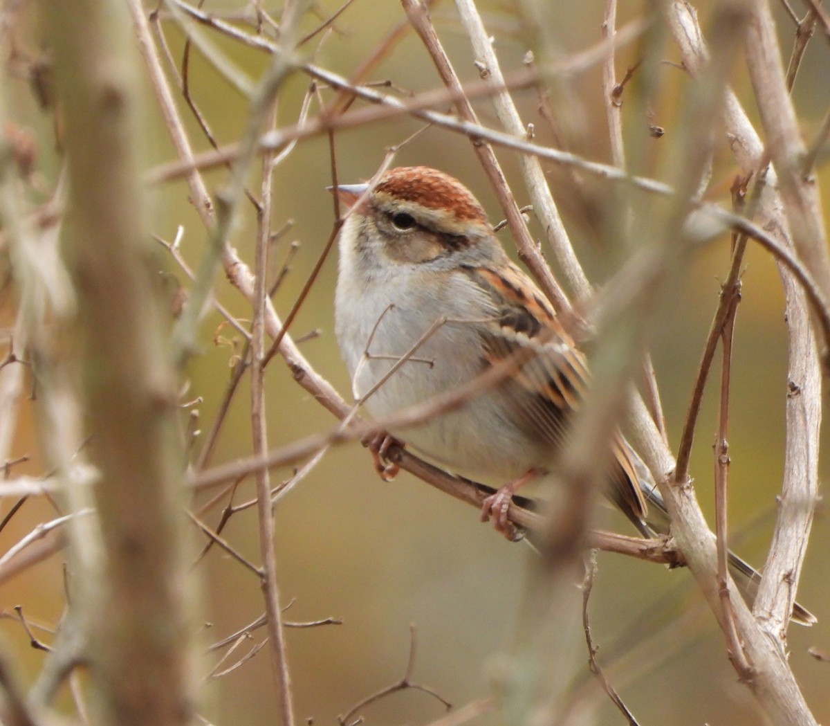 Chipping Sparrow - ML647554203