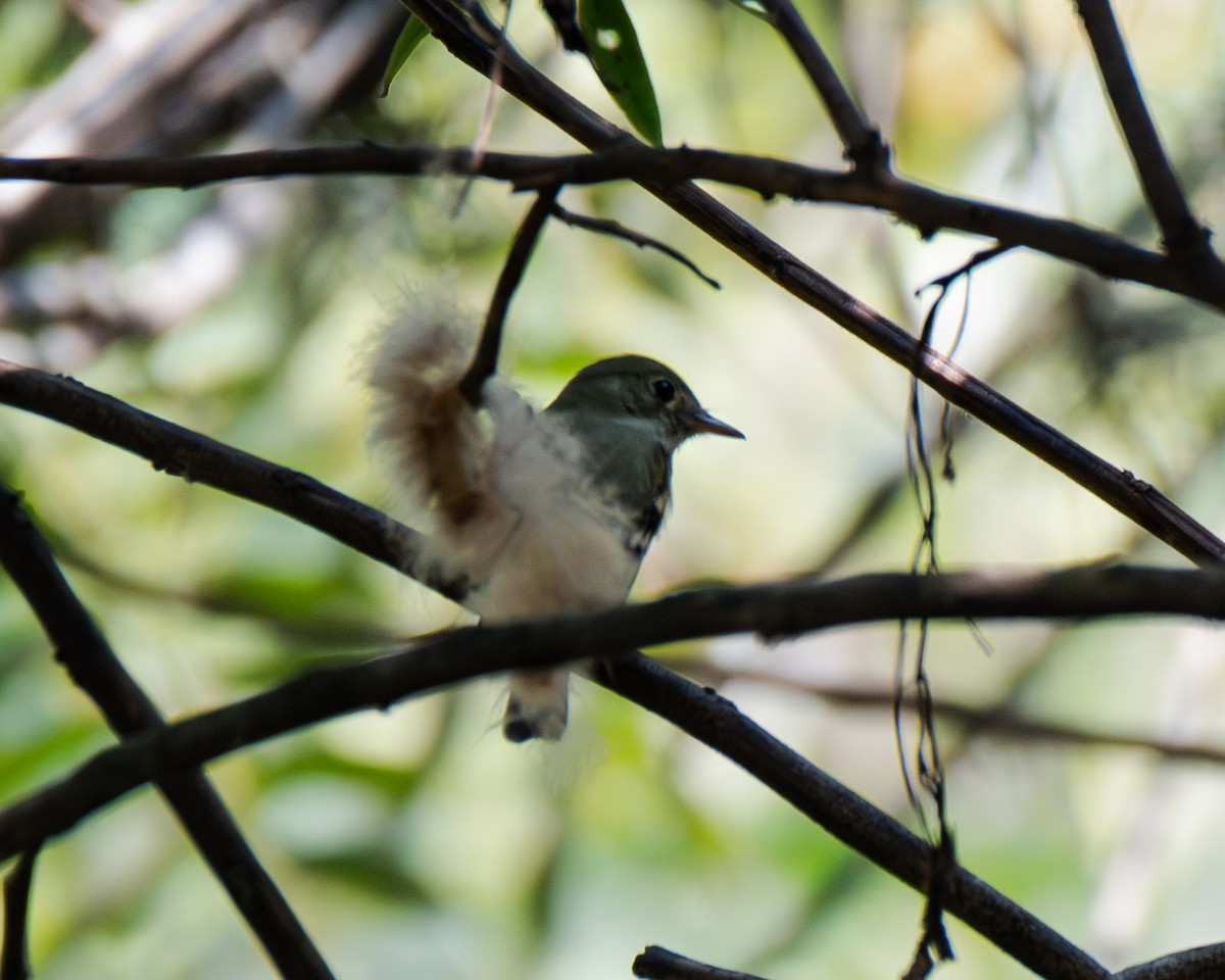 חטפית ירקרקה - ML647554205