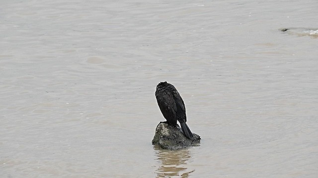 Great Cormorant - ML647554206