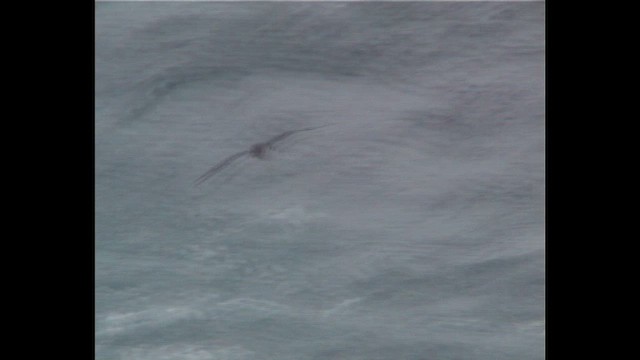 יסעור ורוד-רגל - ML647554207