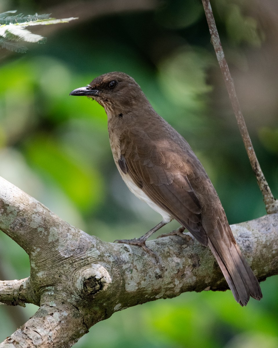 Black-billed Thrush - ML647554208