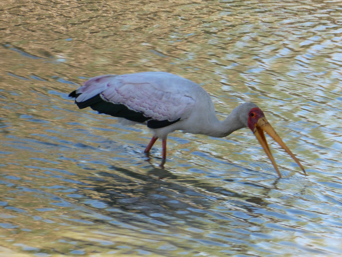 gulnebbstork - ML647554233