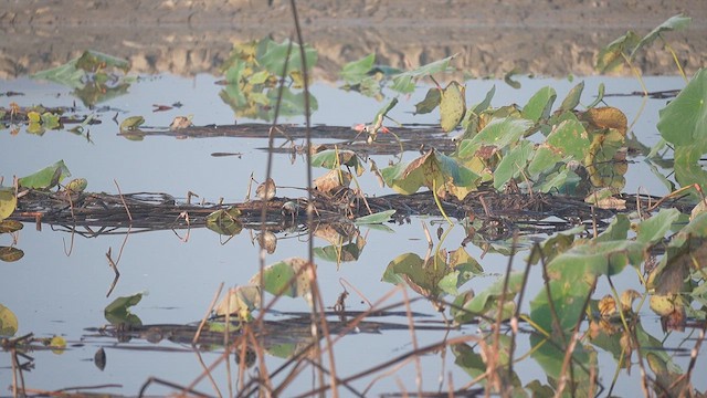 Common Snipe - ML647554234