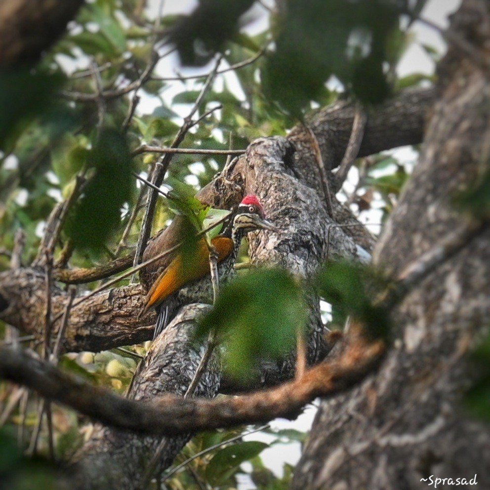 maharajaspett - ML647554241