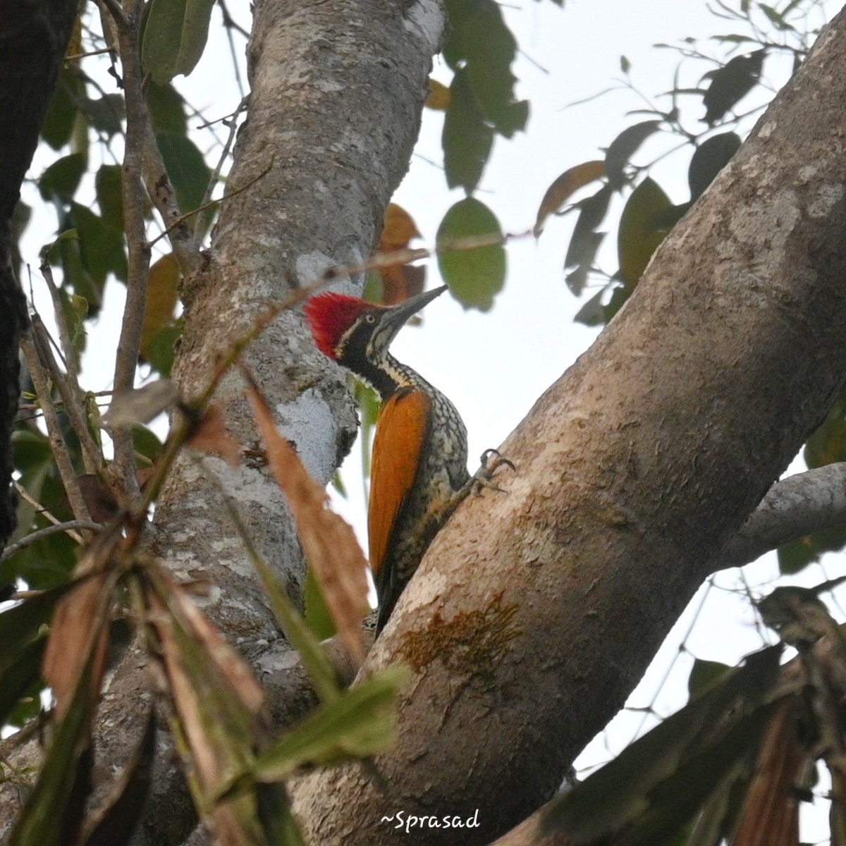 maharajaspett - ML647554242