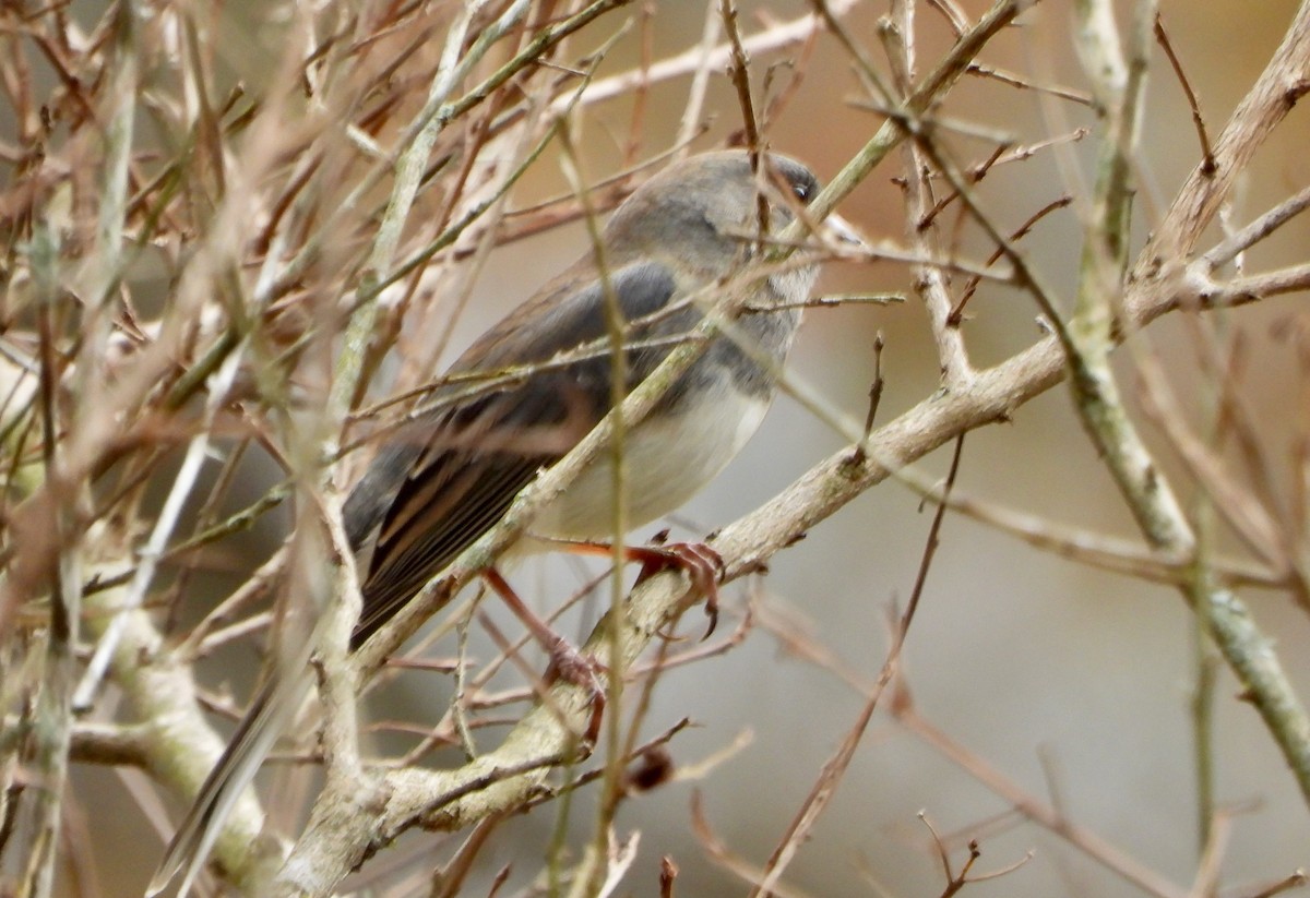 vinterjunko - ML647554244