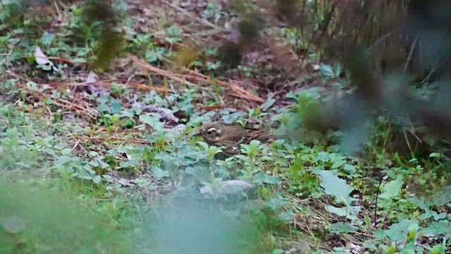 Olive-backed Pipit - ML647554246