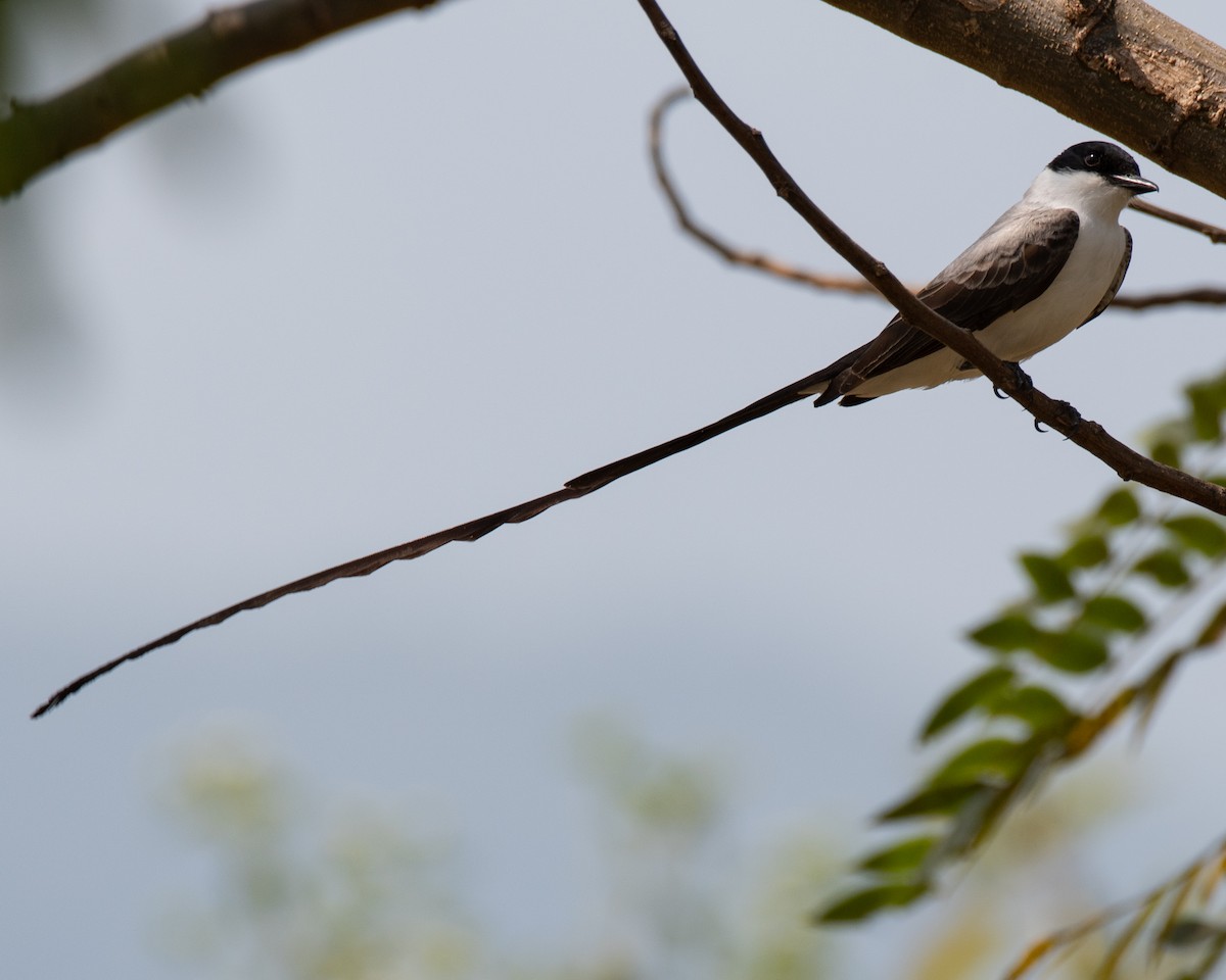 gaffeltyrann - ML647554248