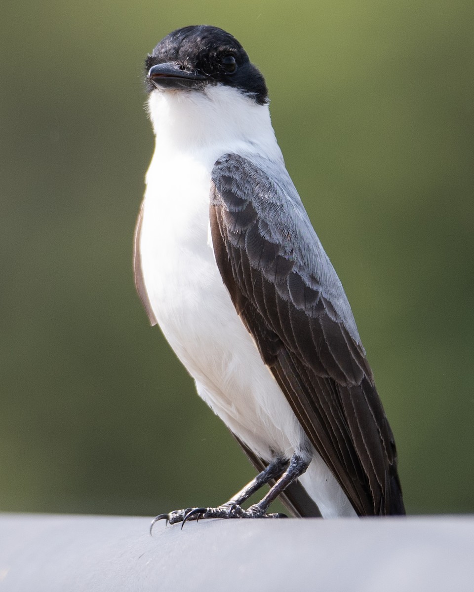 gaffeltyrann - ML647554249