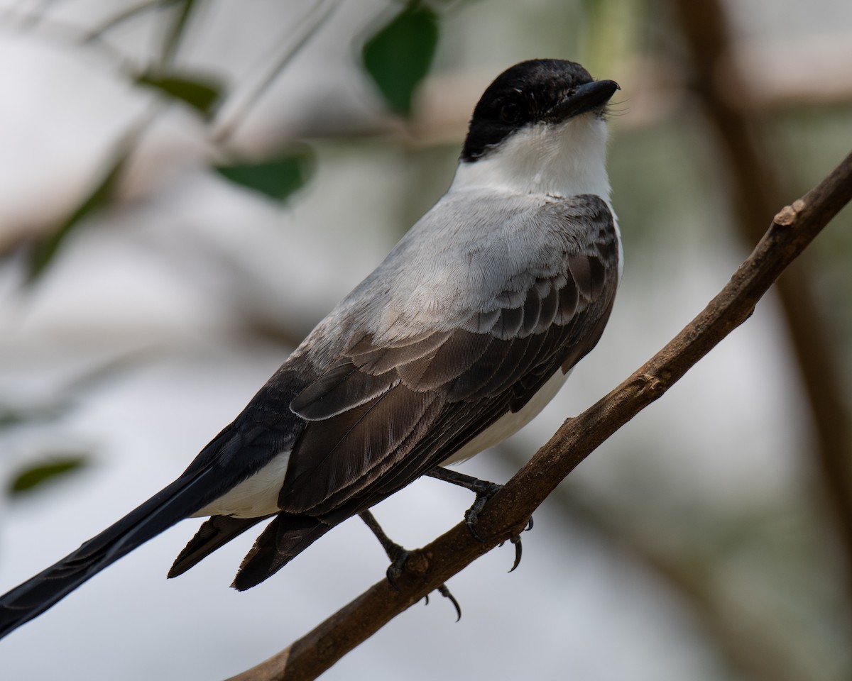 gaffeltyrann - ML647554250