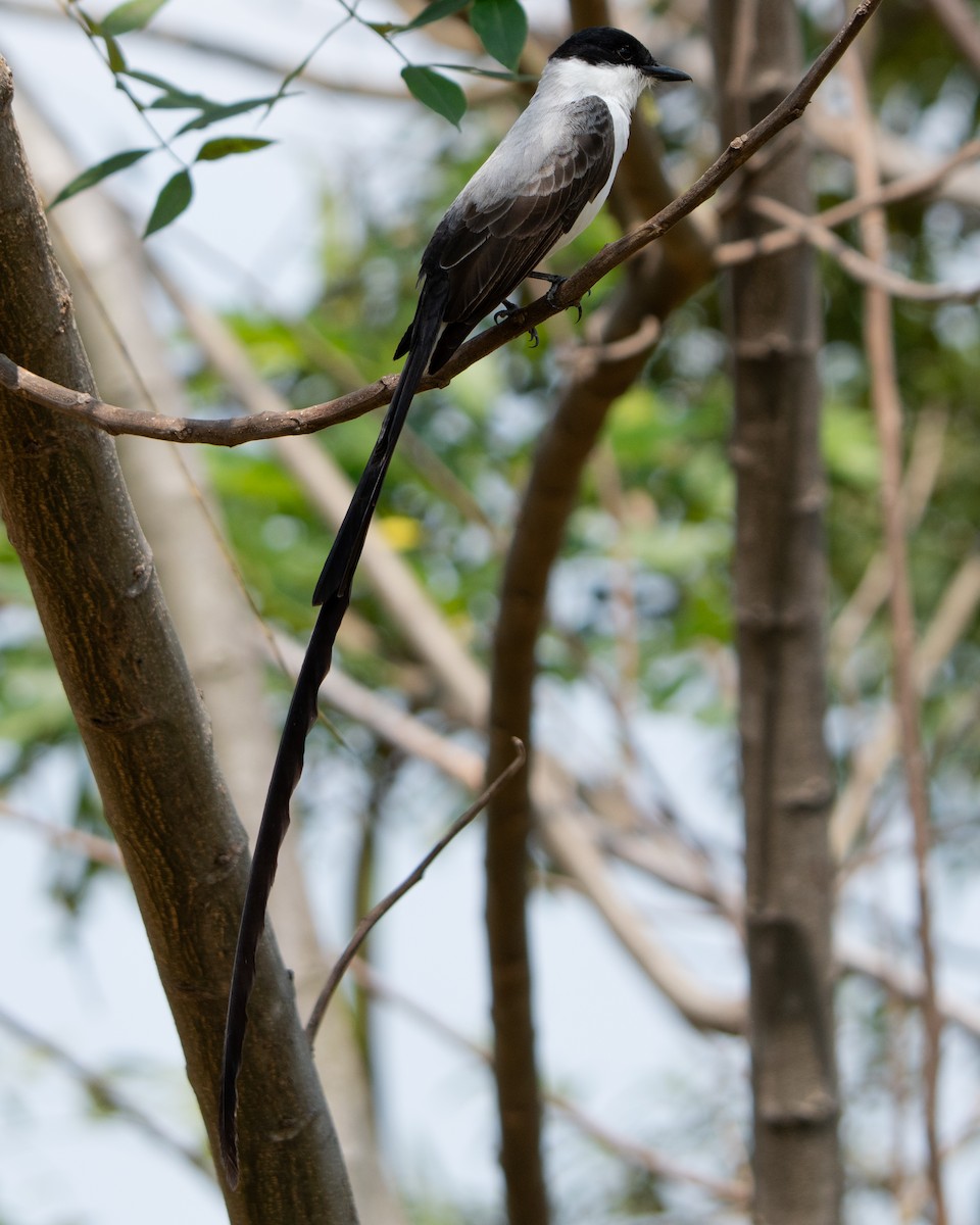 gaffeltyrann - ML647554251