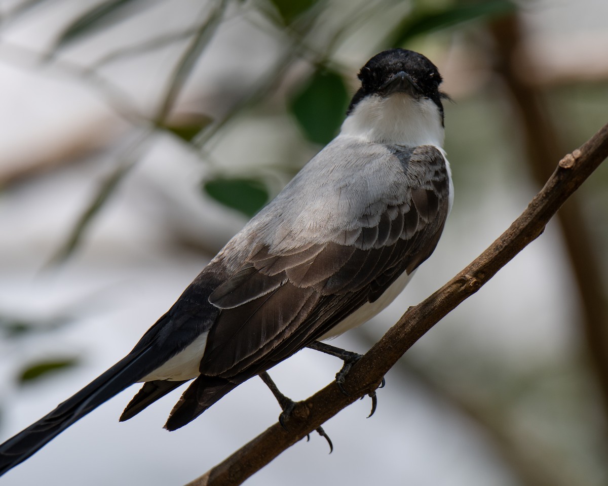 gaffeltyrann - ML647554252