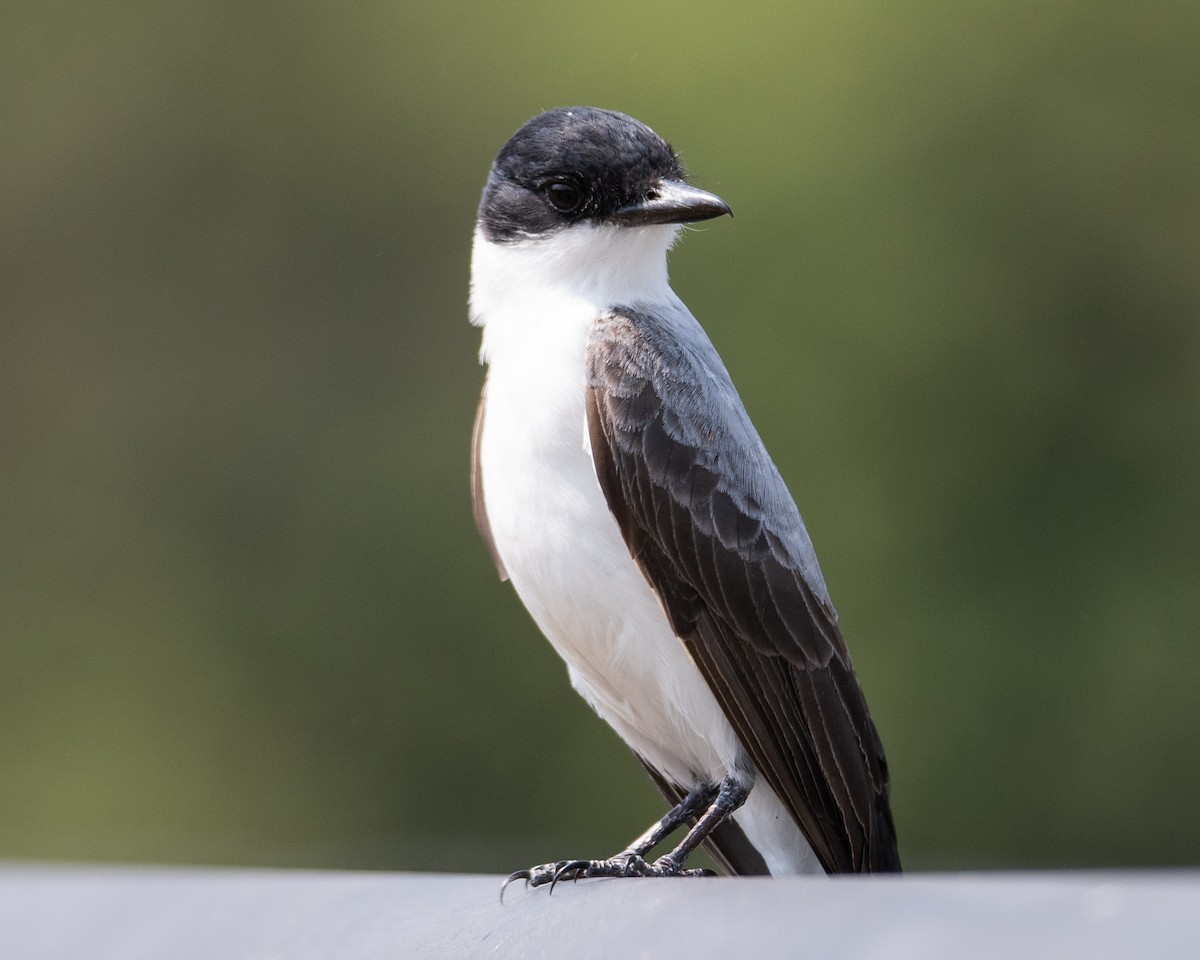 gaffeltyrann - ML647554253