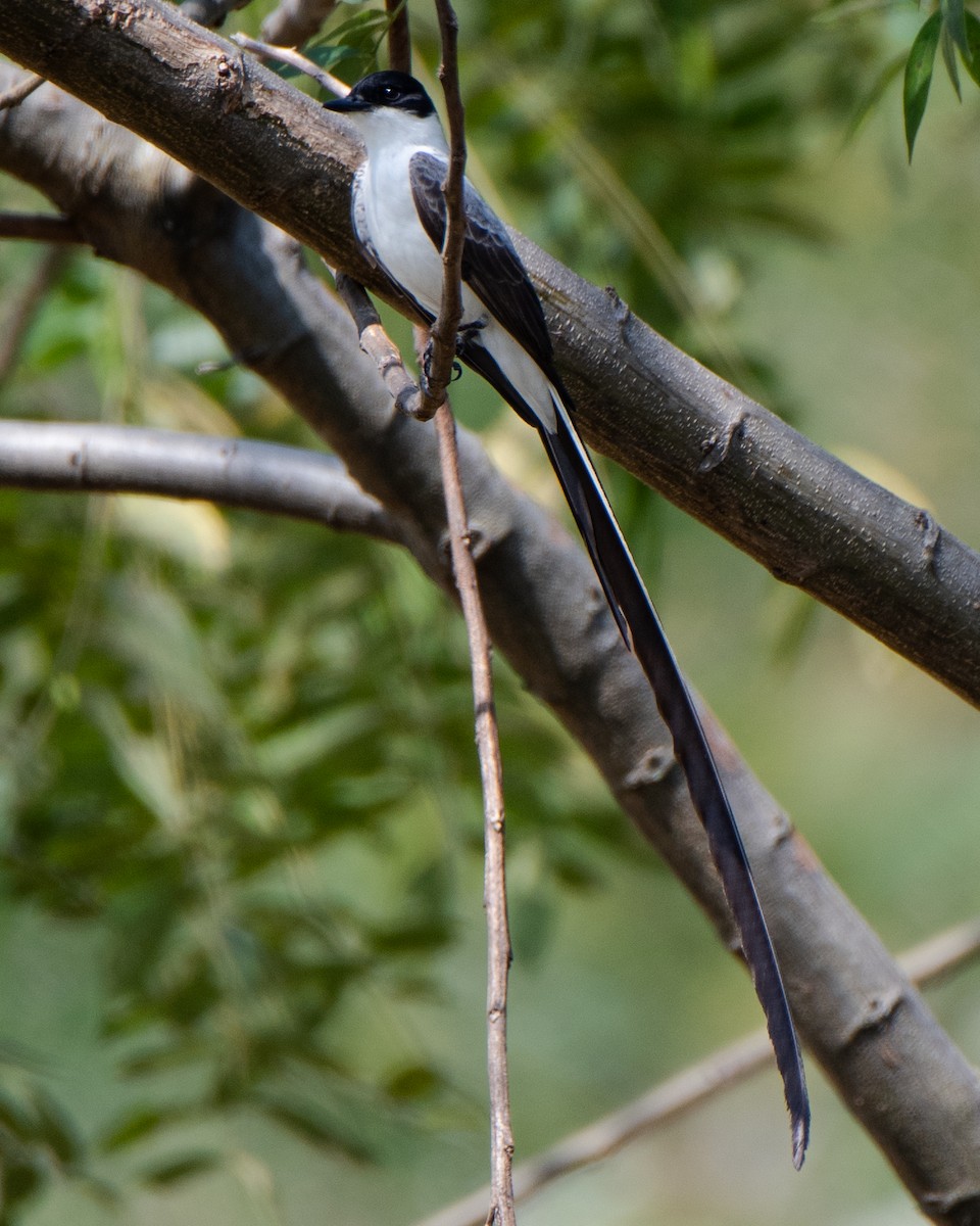 gaffeltyrann - ML647554254