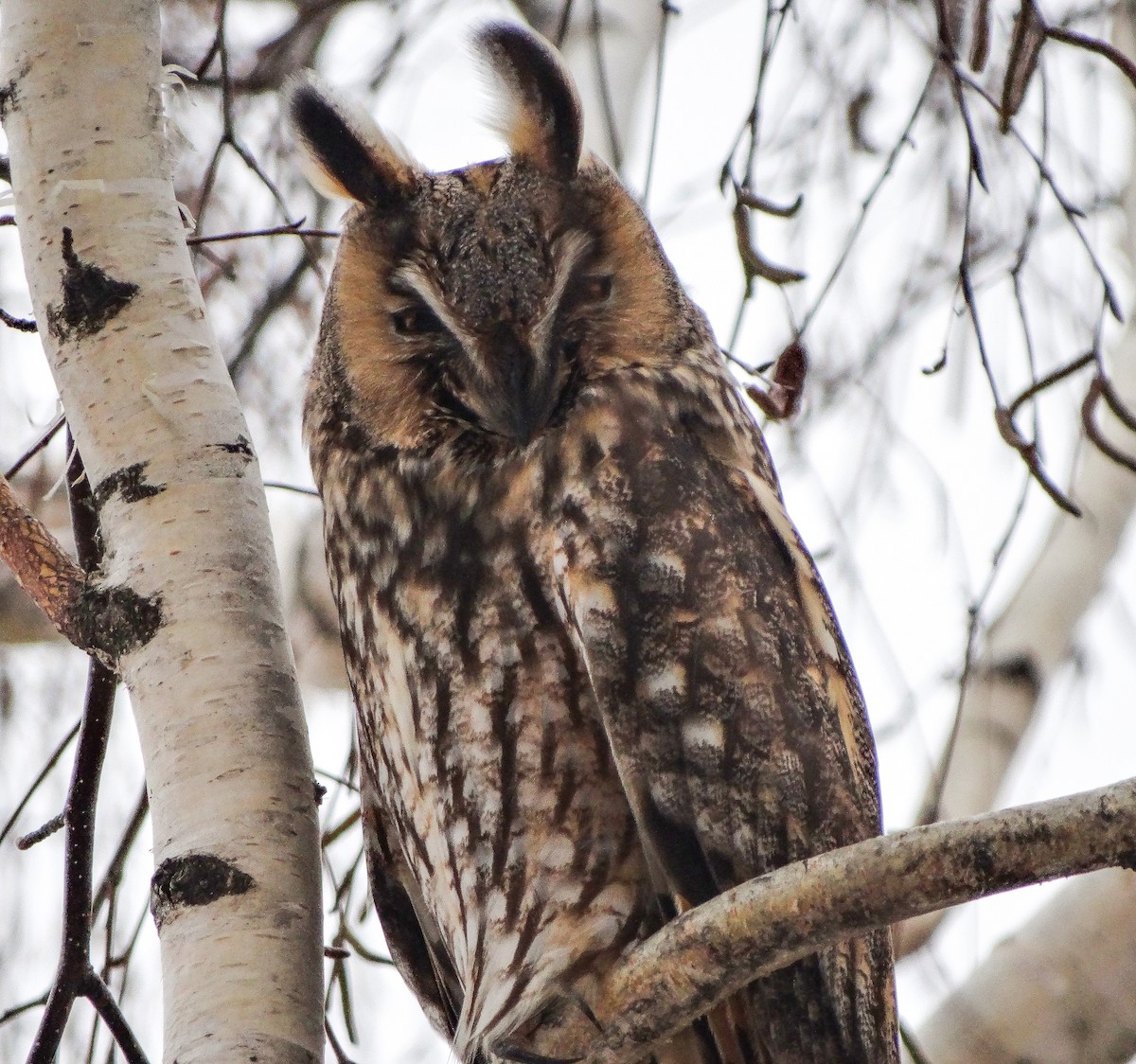 hornugle - ML647554255