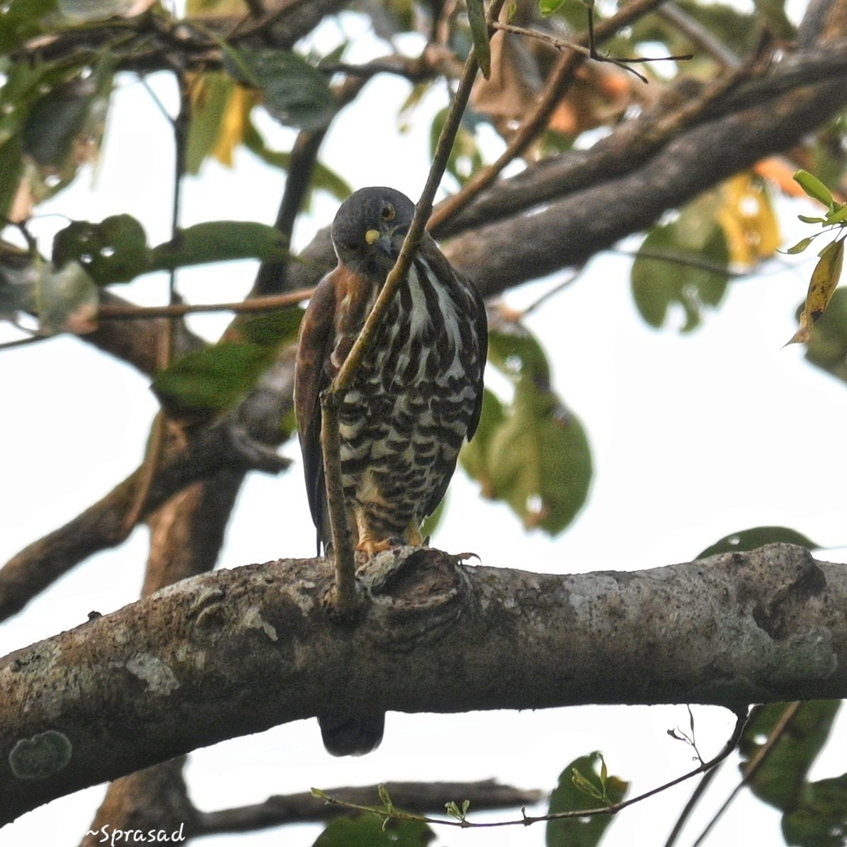 topphauk - ML647554256