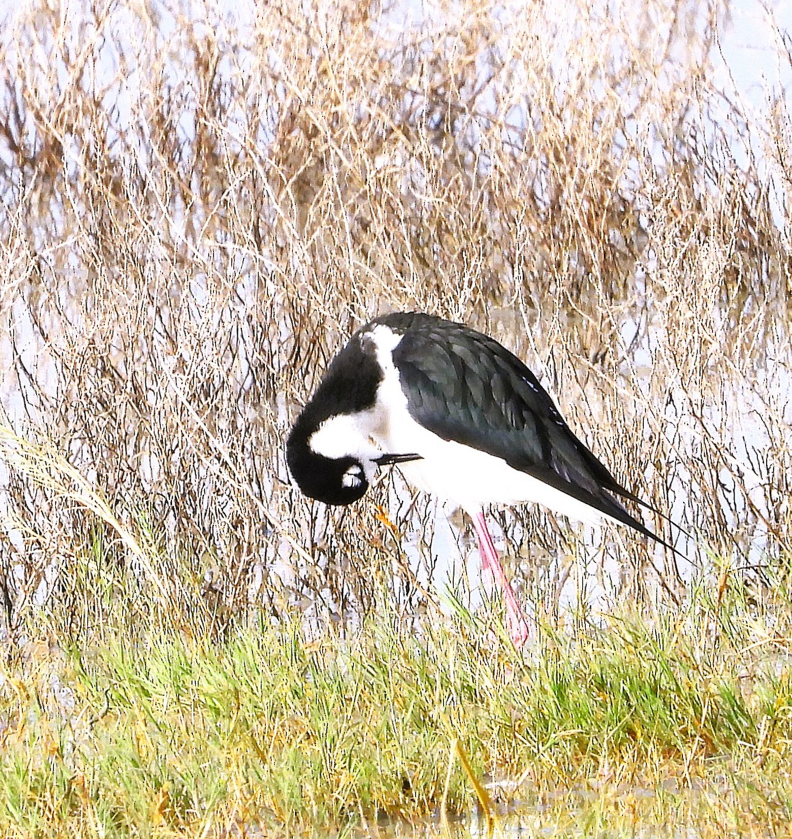 svartkronestylteløper - ML647554258