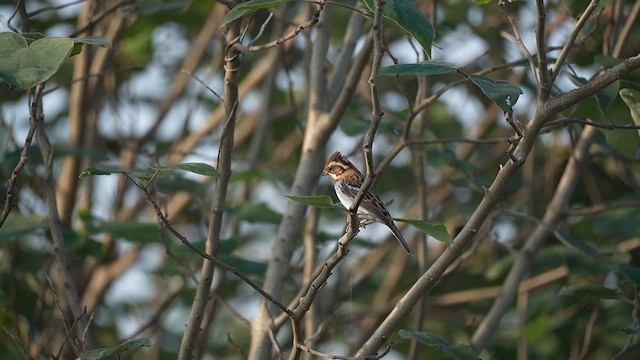 Rustic Bunting - ML647554278