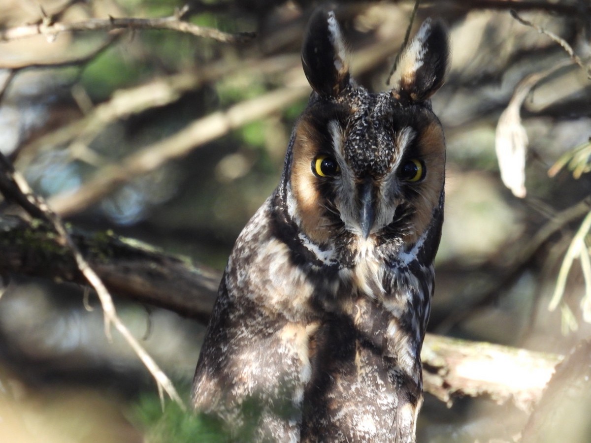 hornugle - ML647554279