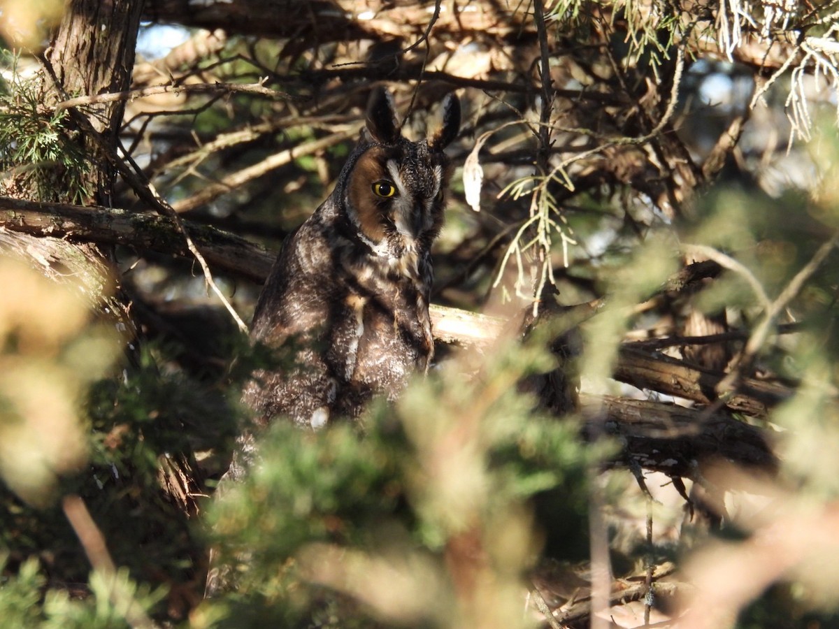 hornugle - ML647554280