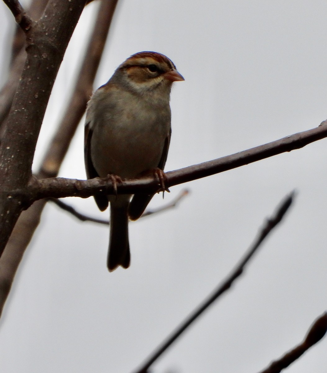 brunissespurv - ML647554281