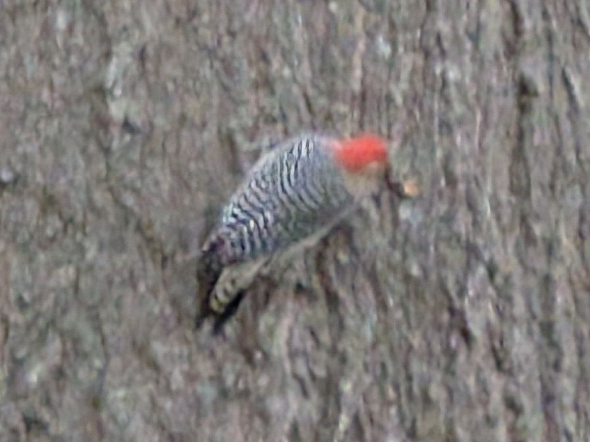 rødhodespett - ML647554284