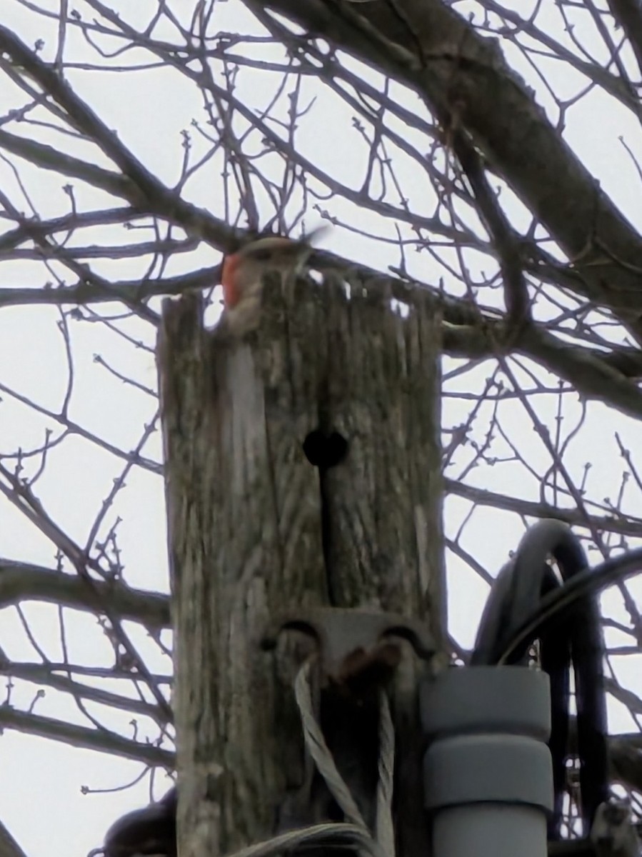 rødhodespett - ML647554285