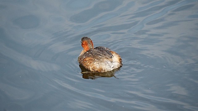 Little Grebe - ML647554286