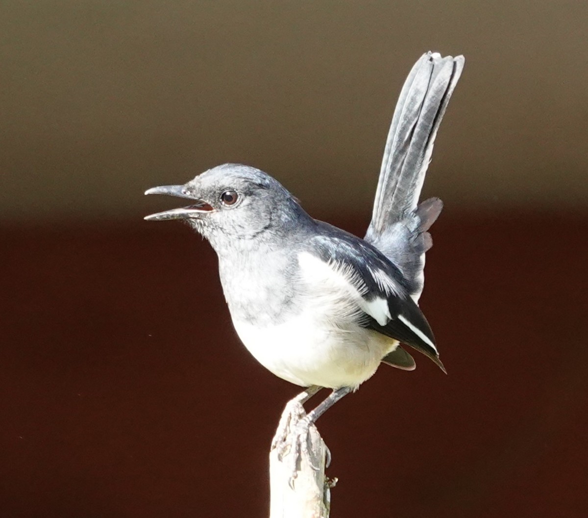 orientskjæreskvett - ML647554289