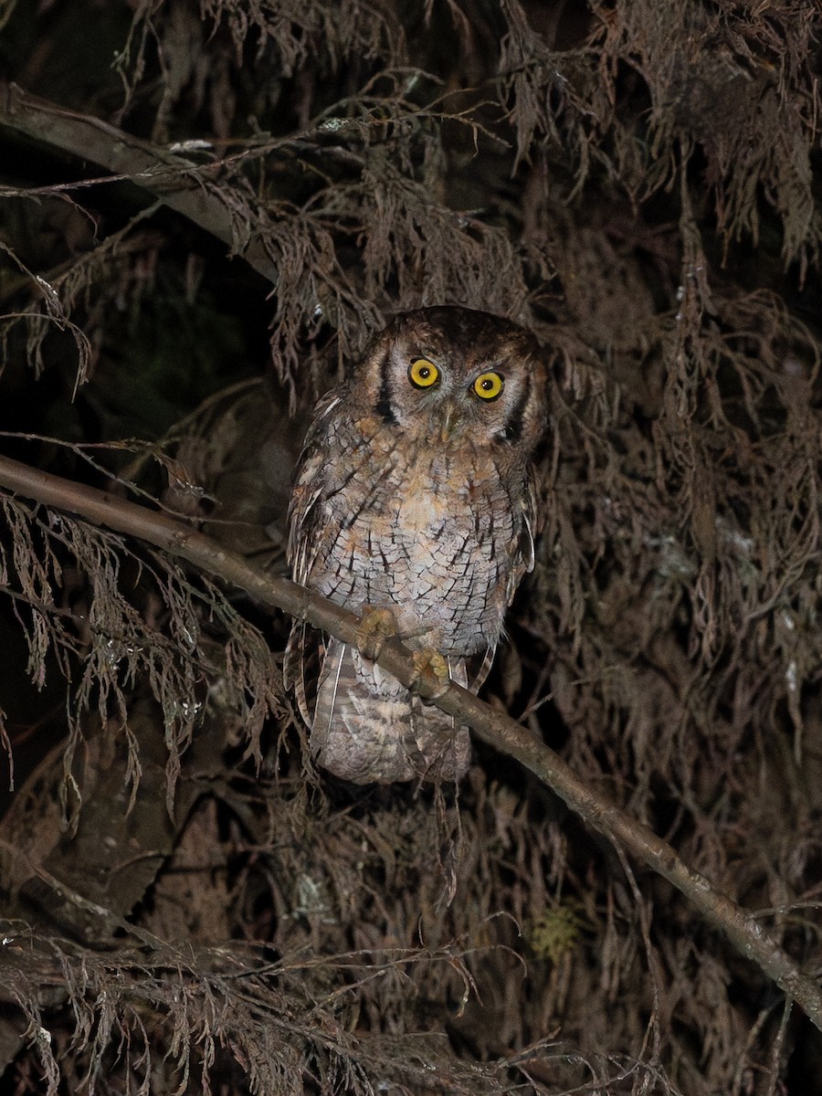 tropeugle - ML647554290