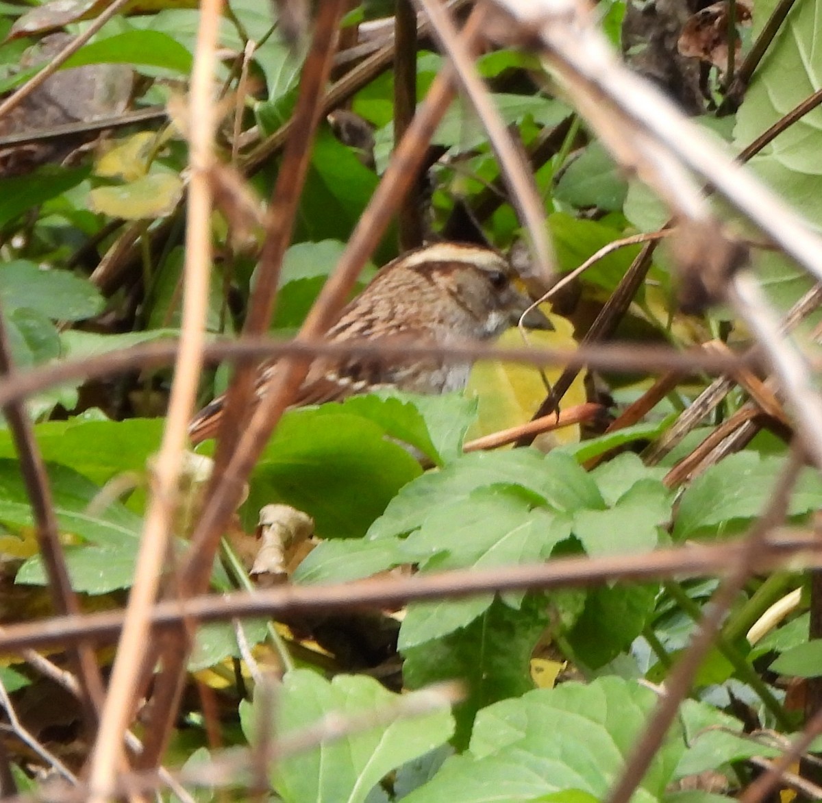 hvitstrupespurv - ML647554291