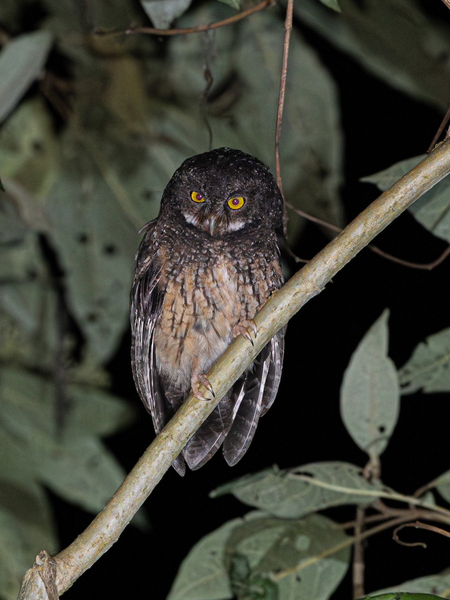 andesugle - ML647554293