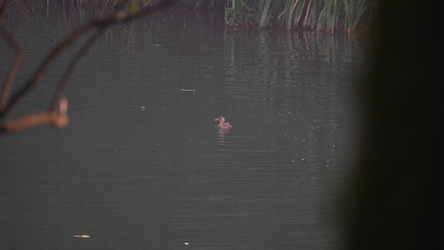 Little Grebe - ML647554295