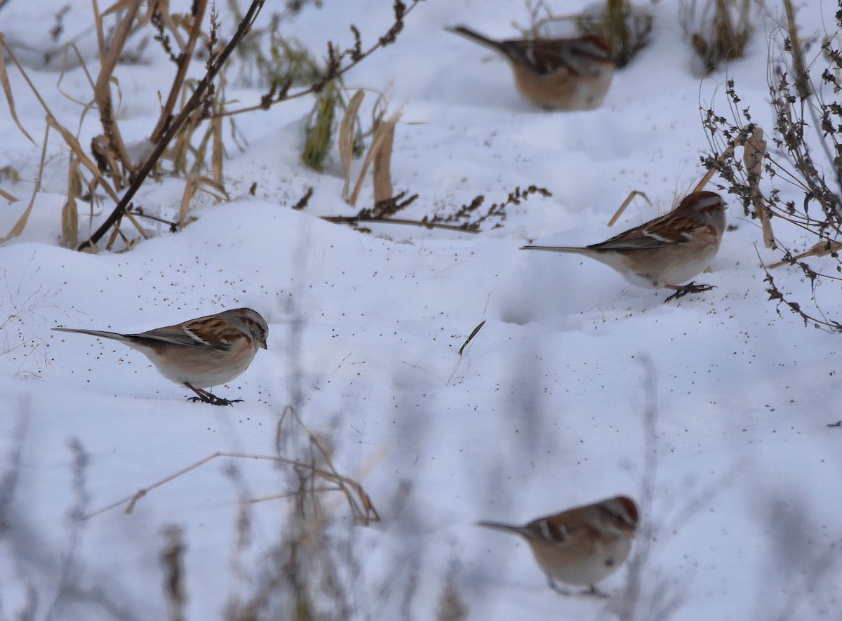 bjørkespurv - ML647554297