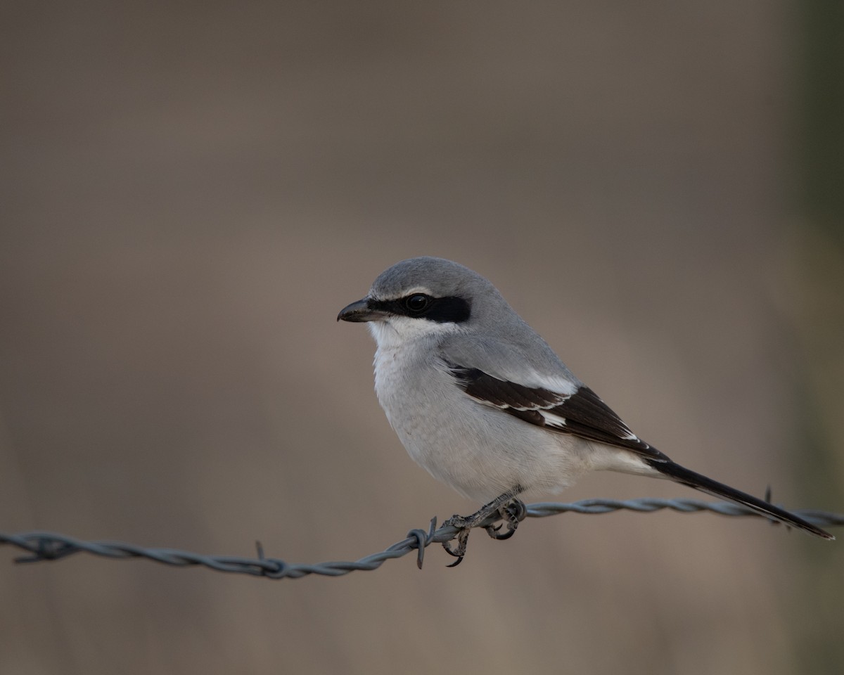 Loggerhead Shrike - ML647554302