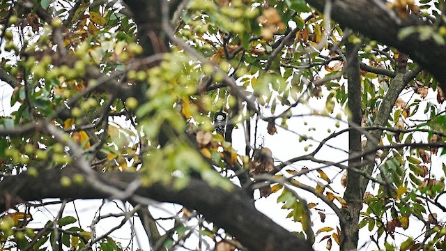 Gray-capped Pygmy Woodpecker - ML647554303