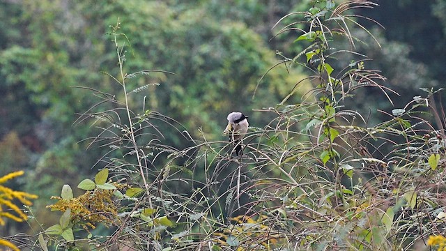 Long-tailed Shrike - ML647554335