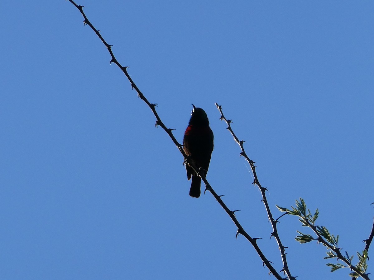 Marico Sunbird - ML647554342