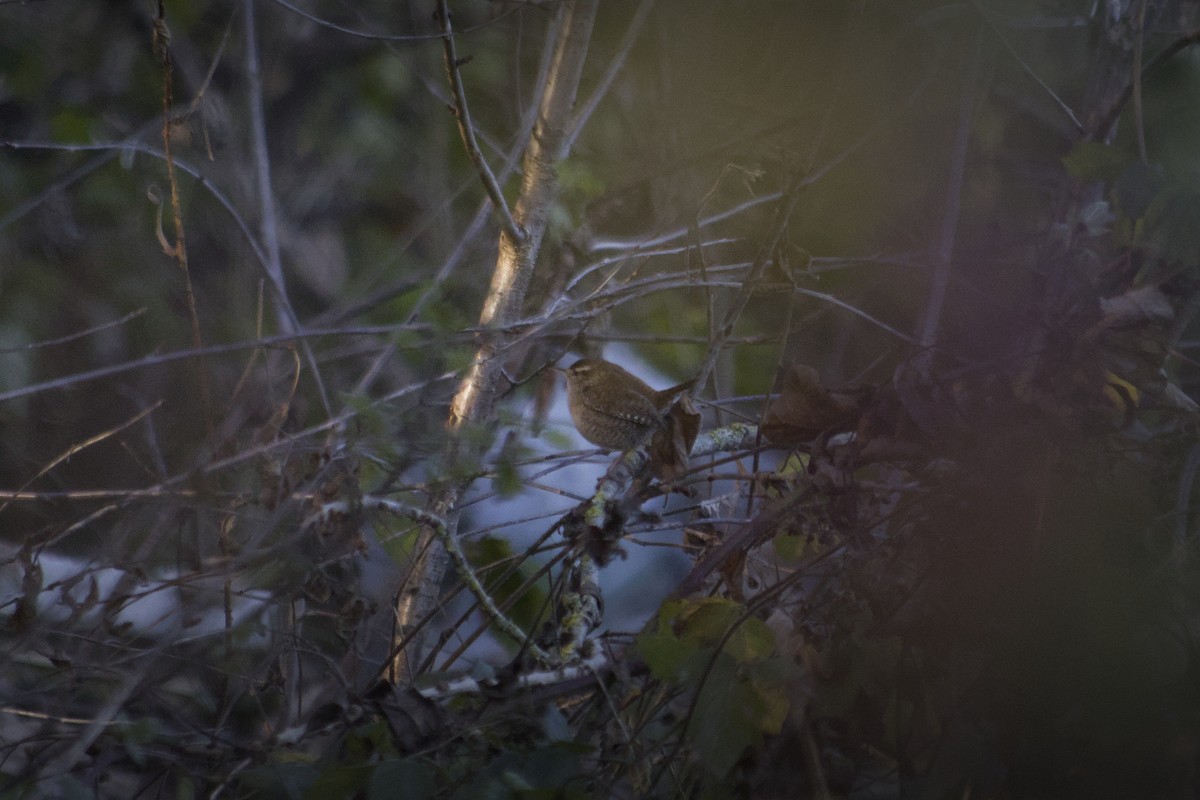 גדרון מובהק - ML647554345