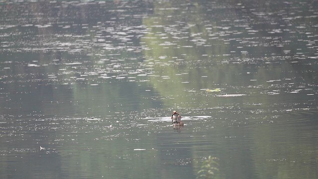 Mandarin Duck - ML647554350